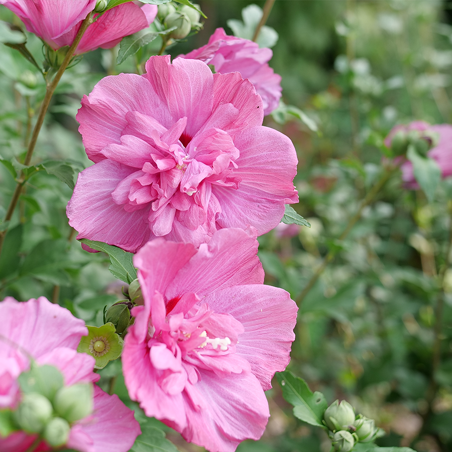 Close up image of pink rose of Sharon flowers