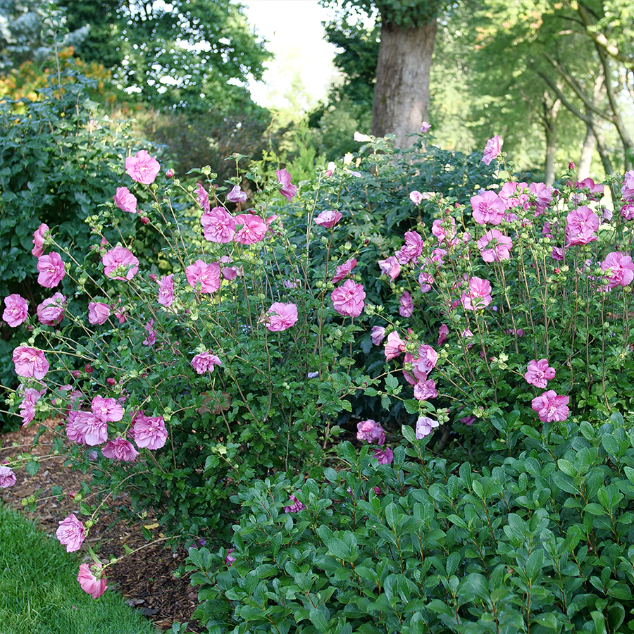 Rose of Sharon flowers boasting a beautiful pink color in a sunny garden