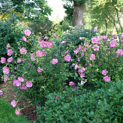 Rose of Sharon flowers boasting a beautiful pink color in a sunny garden