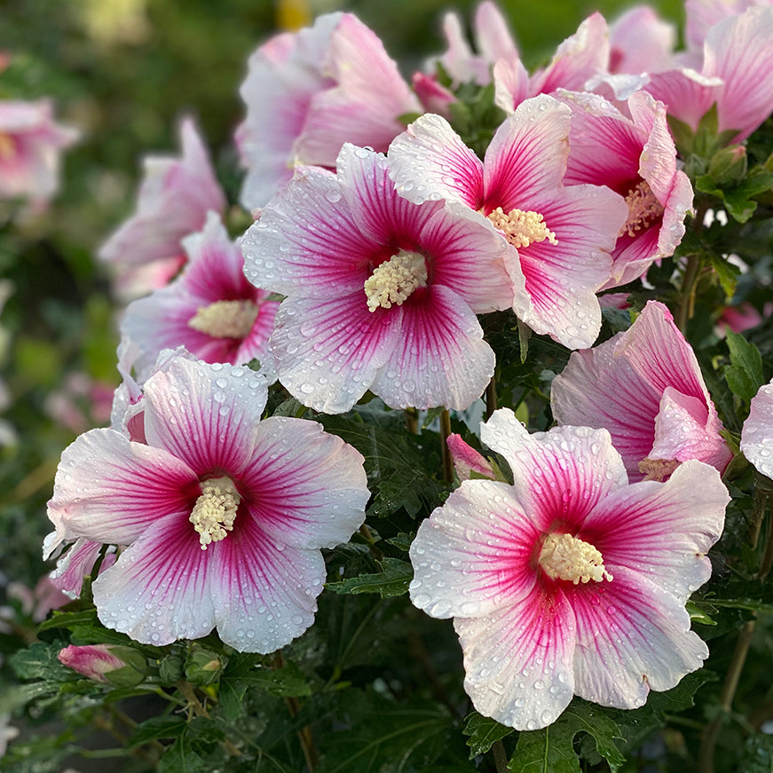 Close up image of dew on pink rose of Sharon flowers