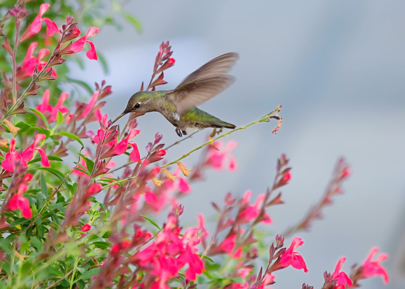 Hummingbird feeding on pink flowers with a blurred background
