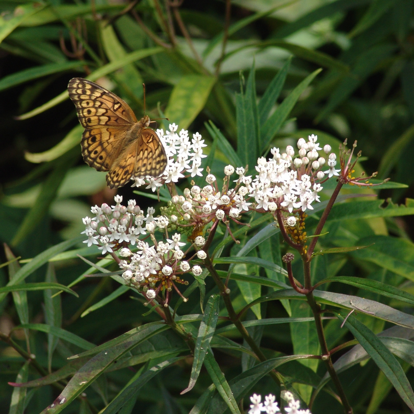 'Ice Ballet' Swamp Milkweed - Asclepias incarnata