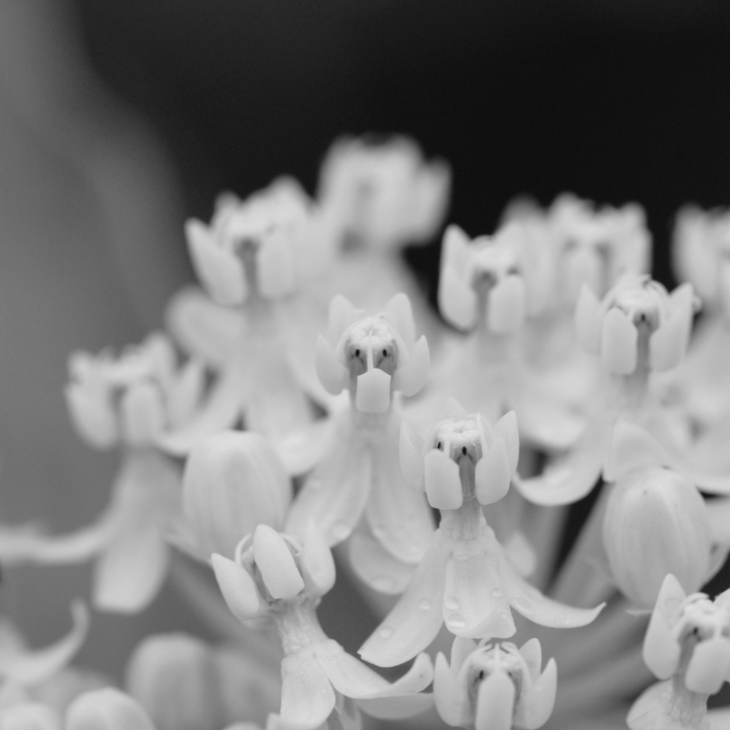 ButterflyBushes.com Ice Ballet Swamp Milkweed