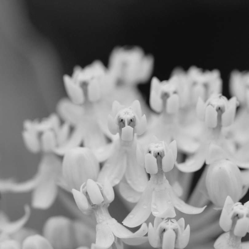 Close up image of milkweed florets in a crisp white color