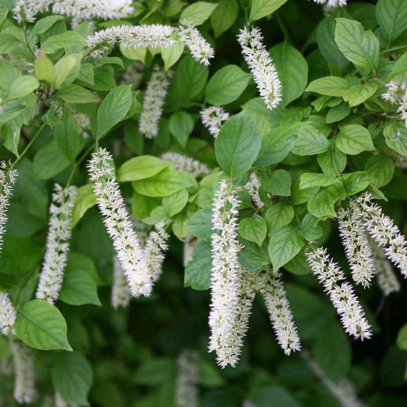 Close up image of fuzzy white Little Henry sweetspire flowers