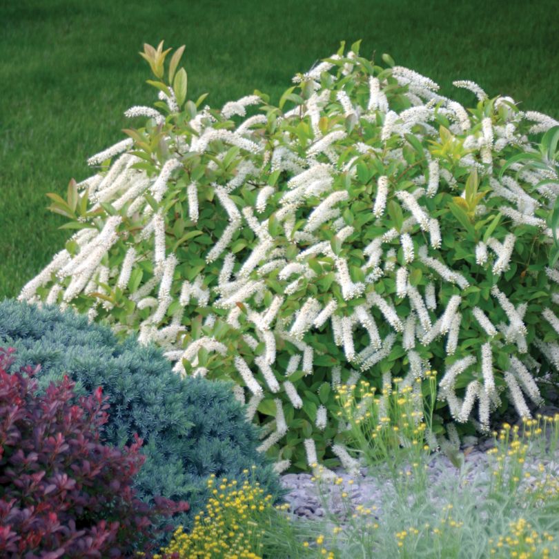 Little Henry sweetspire covered in fuzzy white flowers in a garden hedge
