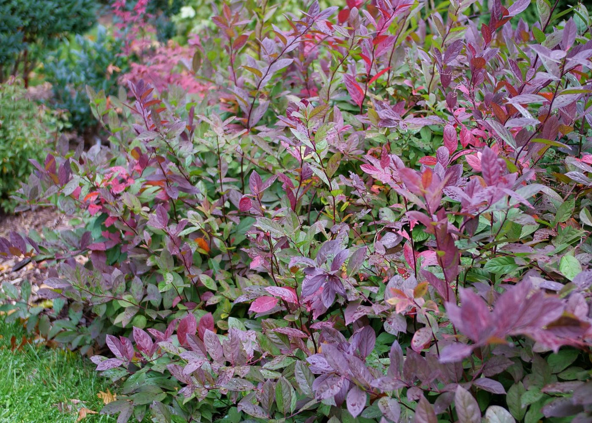 Sweetspire (Itea) plants with striking purple, red, and green fall foliage.