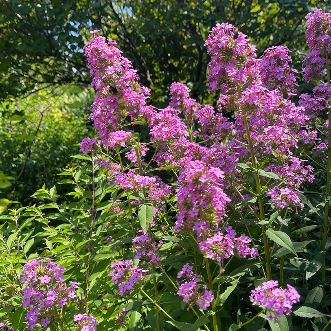 Phlox Paniculata Jeana is easy to grow and offers excellent resistance to powdery mildew. 
