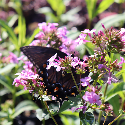 Beautiful butterfly resting on phlox &