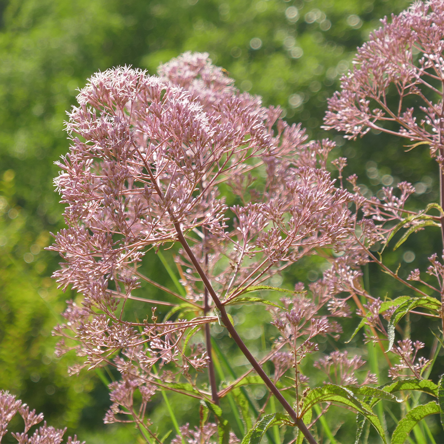 Joe Pye weed flower with deep red stem