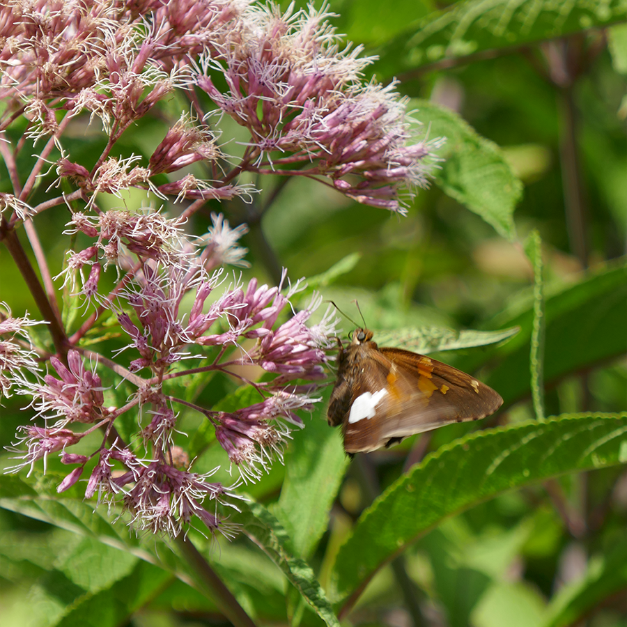 Up close image of moth feeding on joe pye weed plant