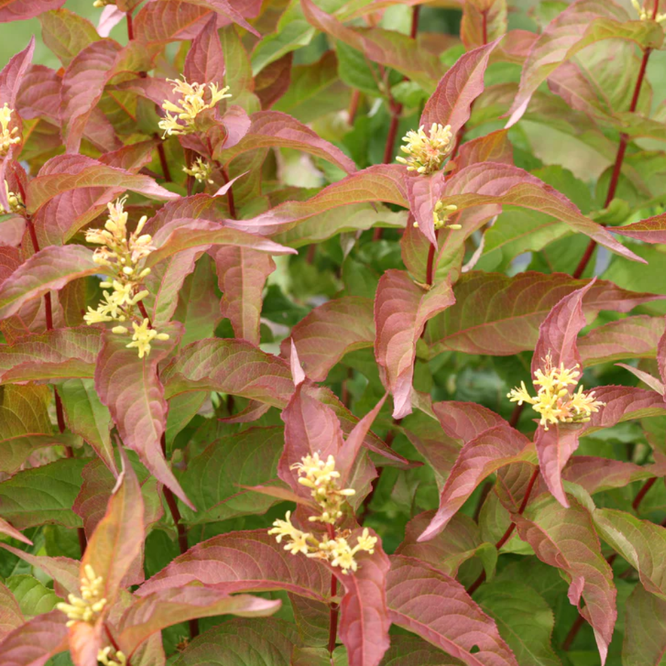 Closeup of the end of a branch of Kodiak Orange diervilla showing its bright foliage and yellow flowers