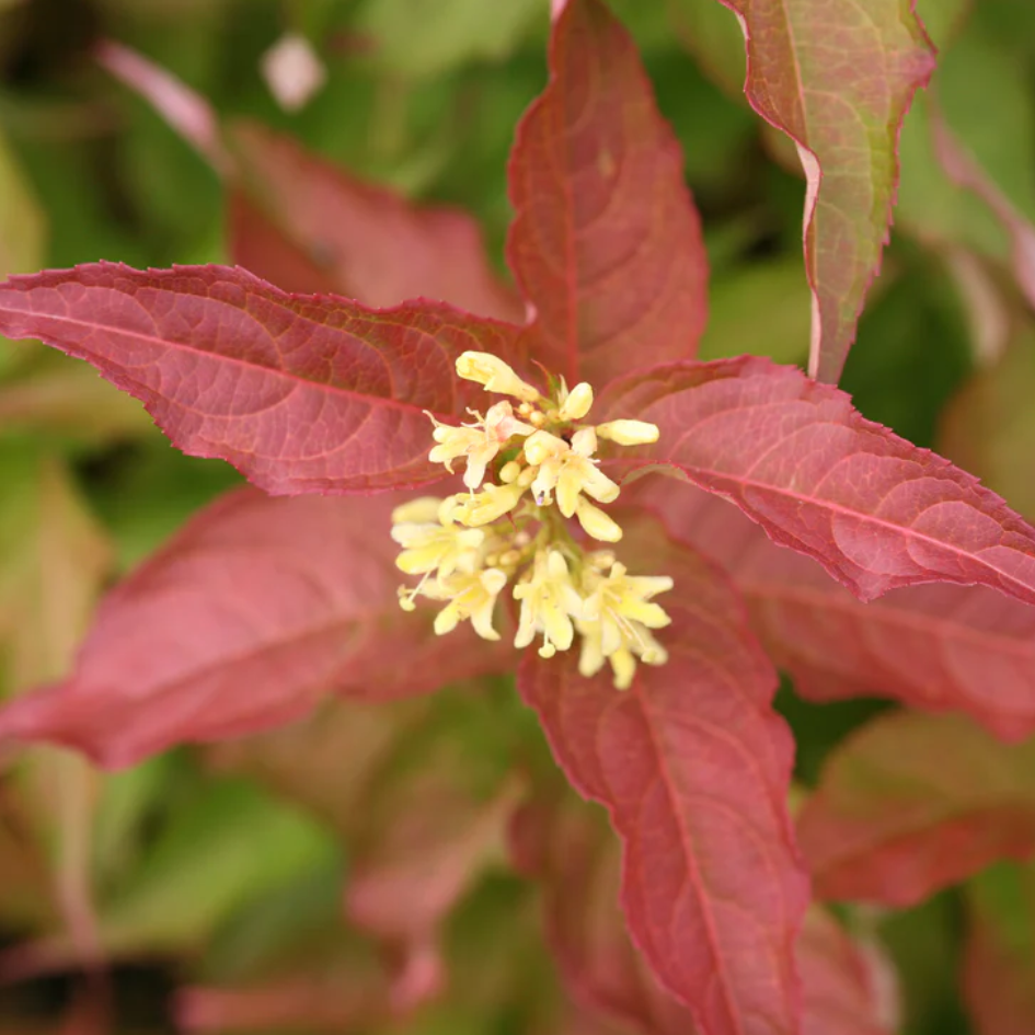 The stems of Kodiak Orange diervilla laden with bright orange leaves and yellow flowers.