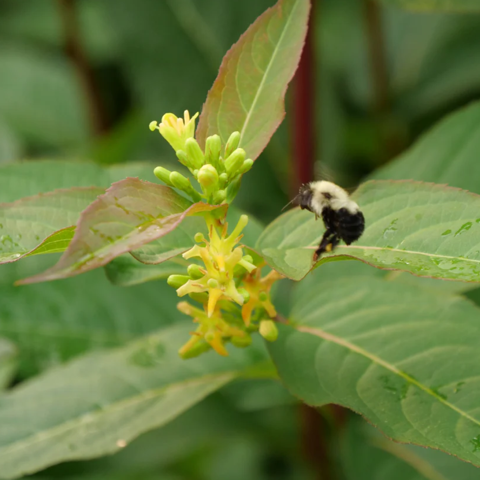 A bumblebee visits the yellow flowers of Kodiak Orange diervilla.