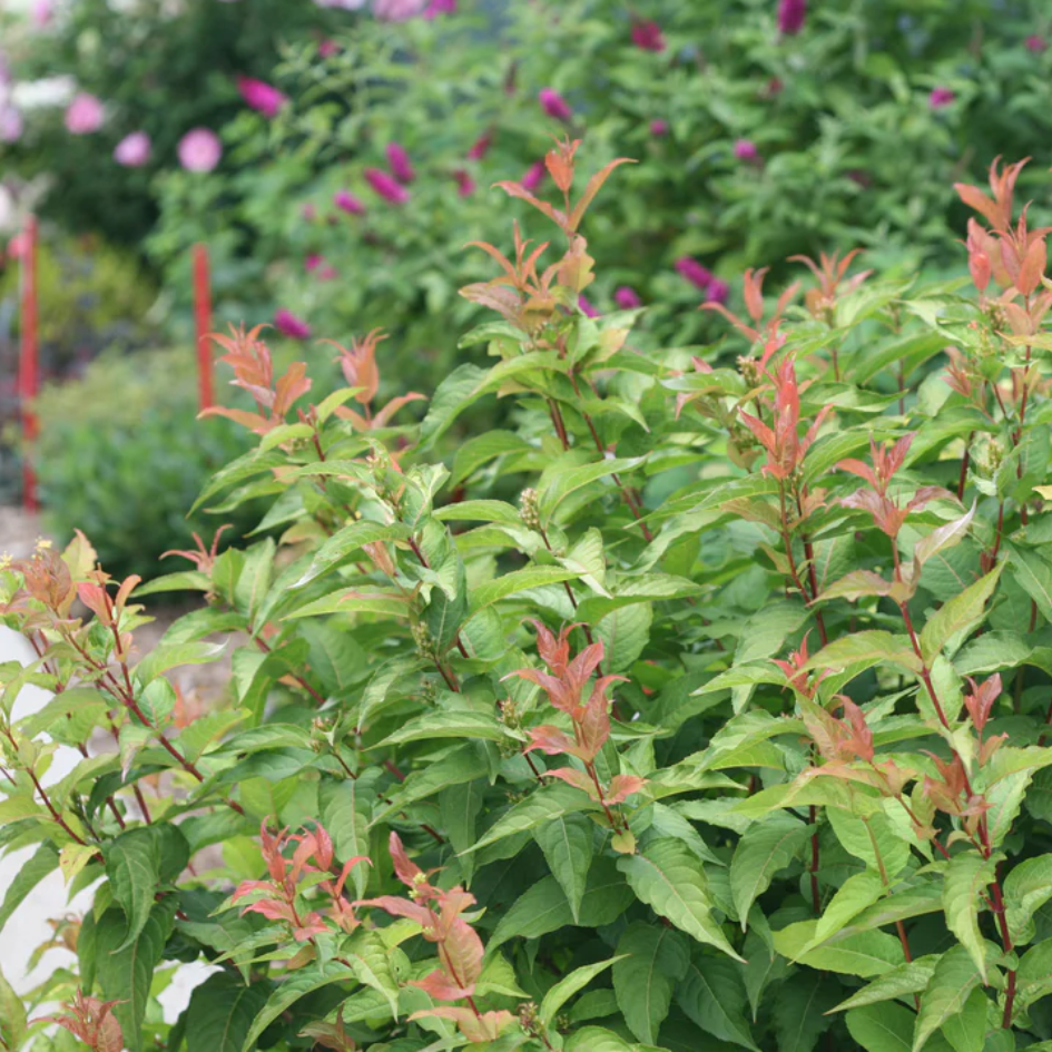 A Kodiak Orange diervilla plant growing in the landscape.