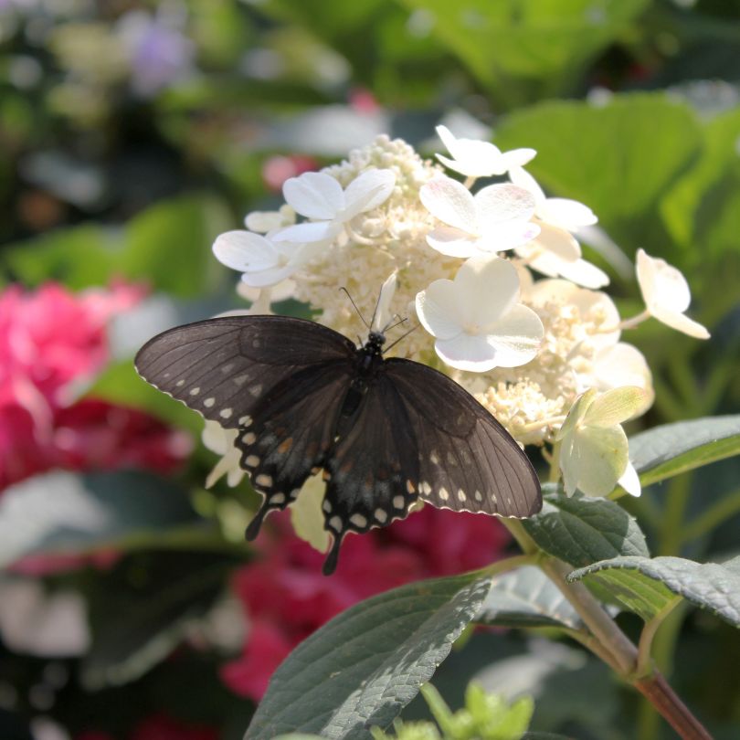 Butterfly resting on white panicle hydrangea flower
