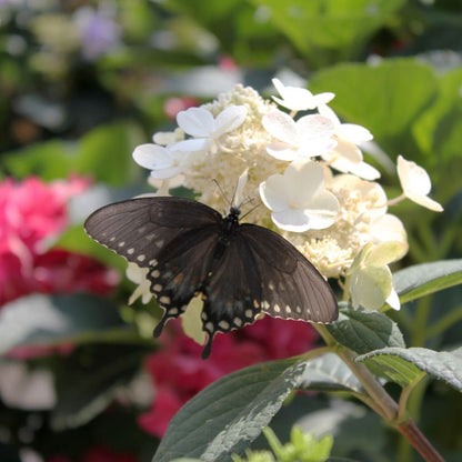 Butterfly resting on white panicle hydrangea flower