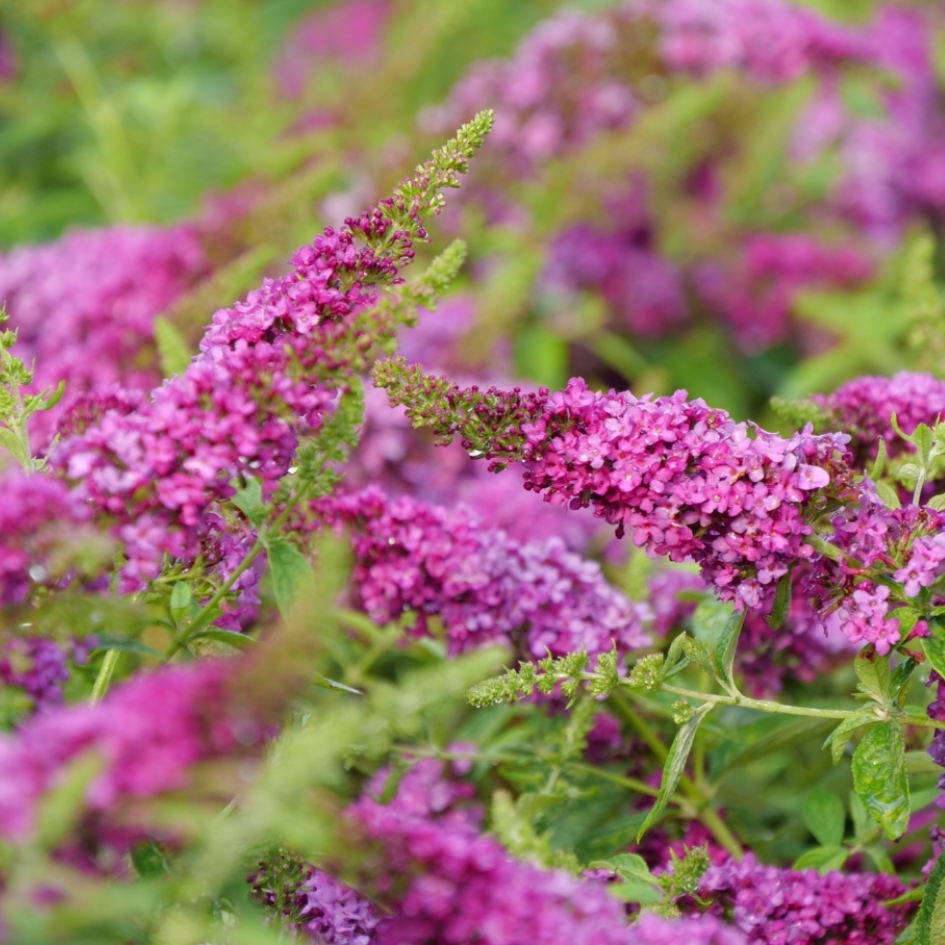Buddleia Lo Behold Ruby Chip is super colorful and space saving