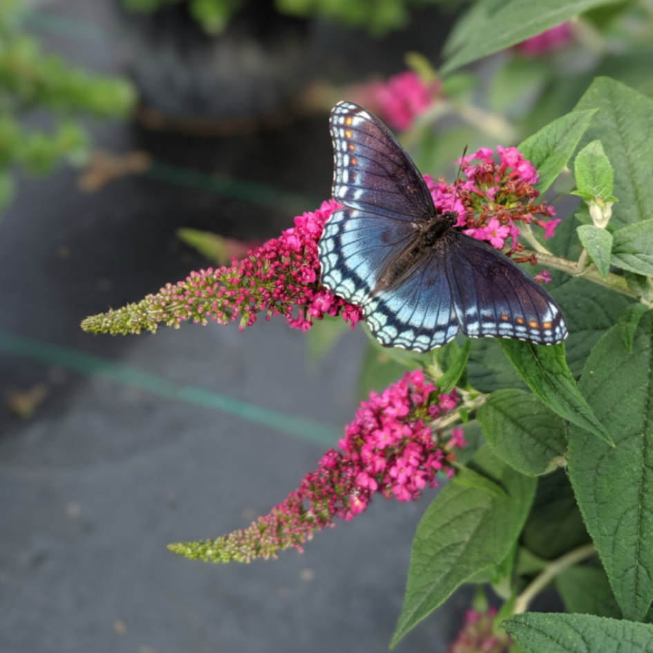 Buddleia Lo &amp; Behold Ruby Chip attracts lots of pollinators