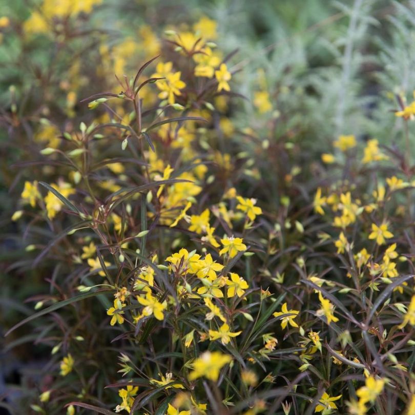 Close up image of yellow flowers and dark red foliage from lance-leaved loosestrife 