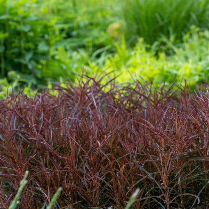 Close-up of red lance-leaved loosestrife foliage with green plants in the background