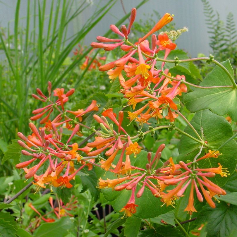 Magnifica Trumpet Honeysuckle