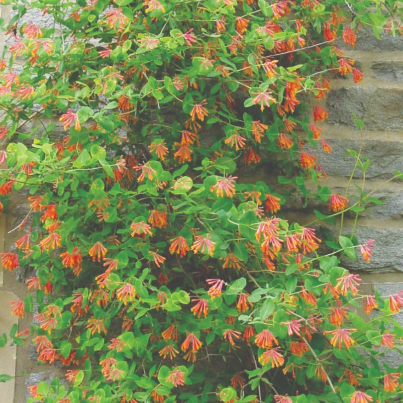 Magnifica Trumpet Honeysuckle - Thumbnail 3
