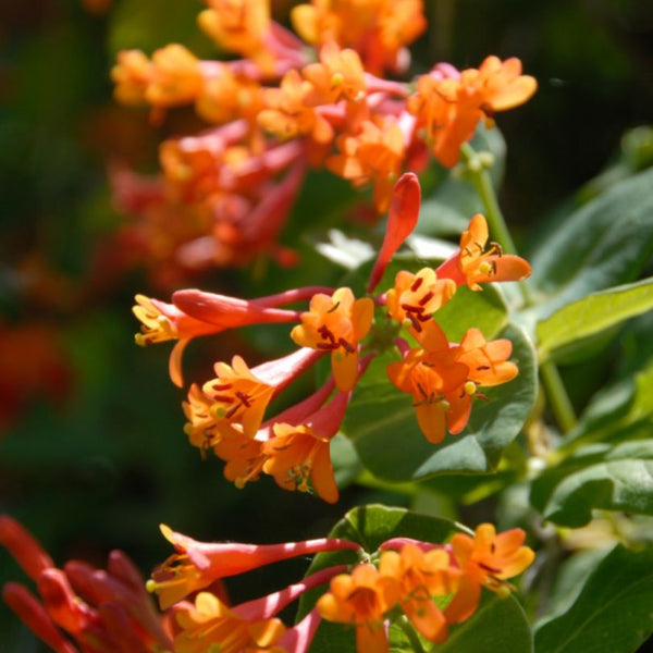 Magnifica' Trumpet Honeysuckle