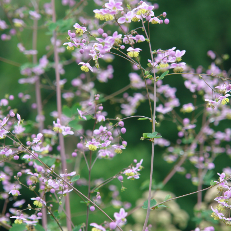 Close up of Meadow Rue&