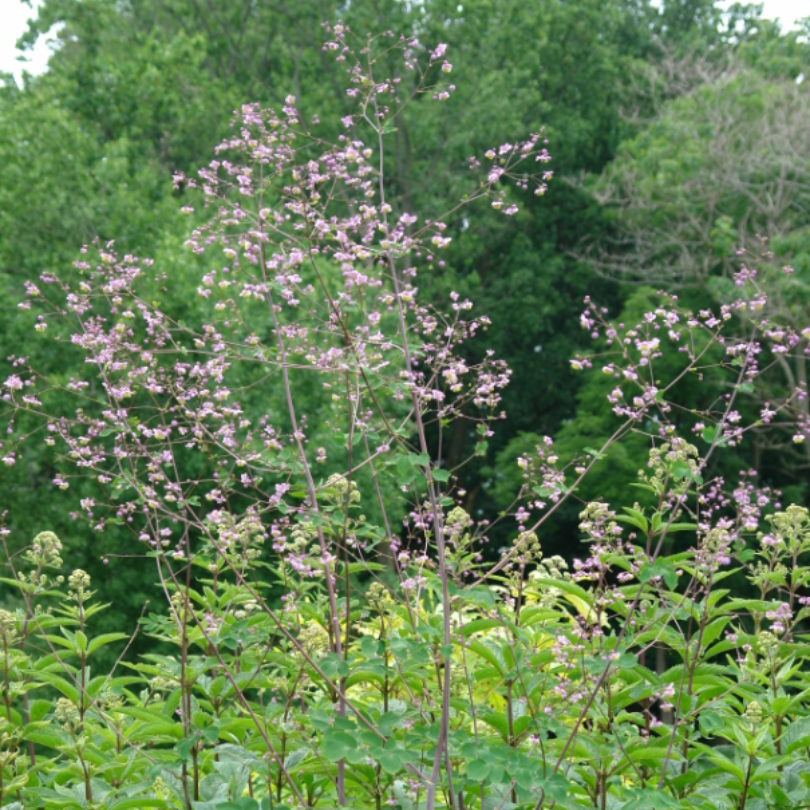 lavender mist meadow rue seeds Meadow Rue