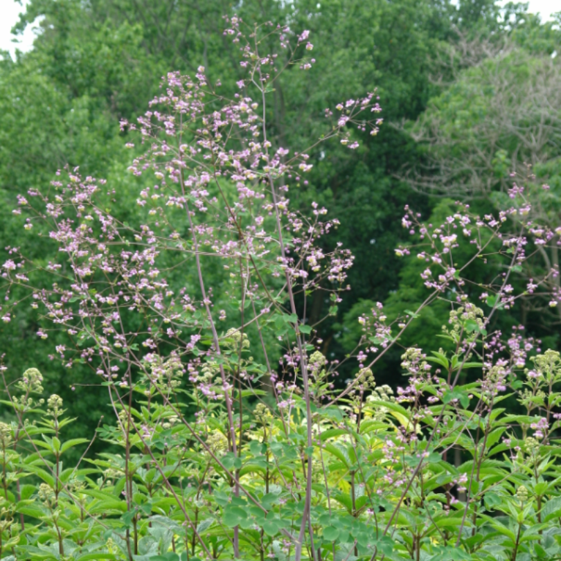 Shows Meadow Rue&