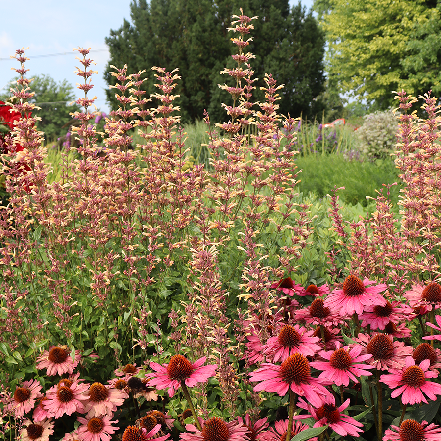 Orange, purple, and pink hummingbird mint flowers in a coneflower garden