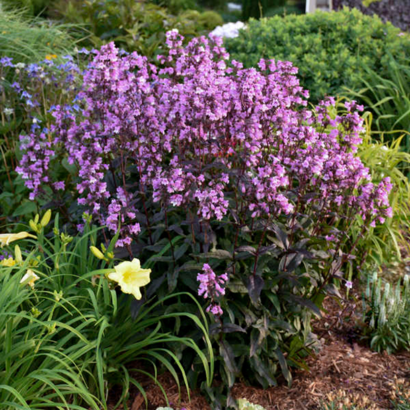 The lavender blooms of Midnight Masquerade penstemon with White Wands veronica in the foreground.