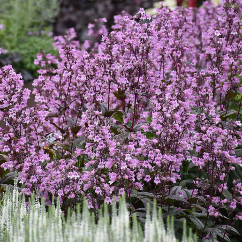 The lavender blooms of Midnight Masquerade penstemon with White Wands veronica in the foreground.