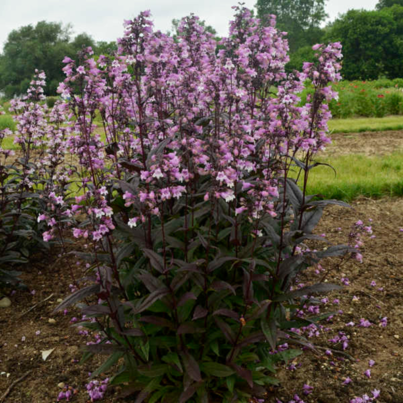 The lavender blooms of Midnight Masquerade penstemon with White Wands veronica in the foreground.