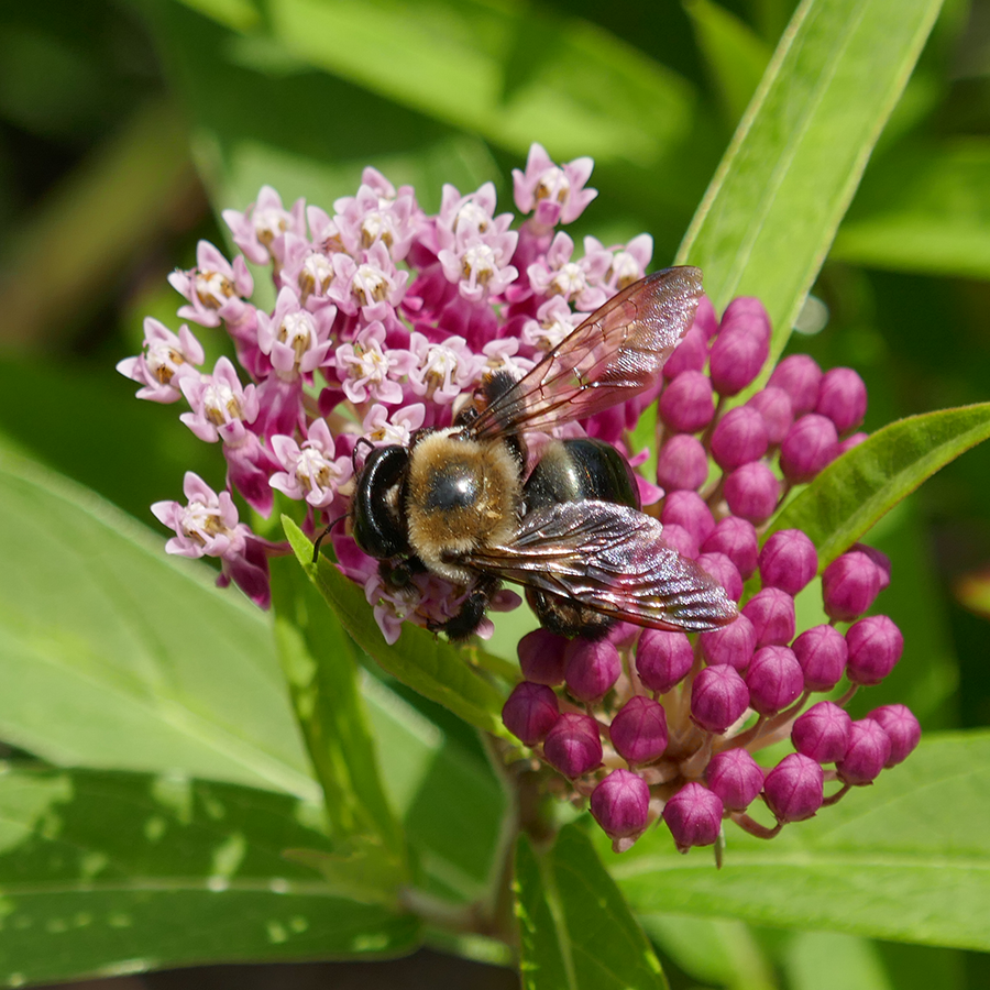 Bee feeding on milkweed flowers