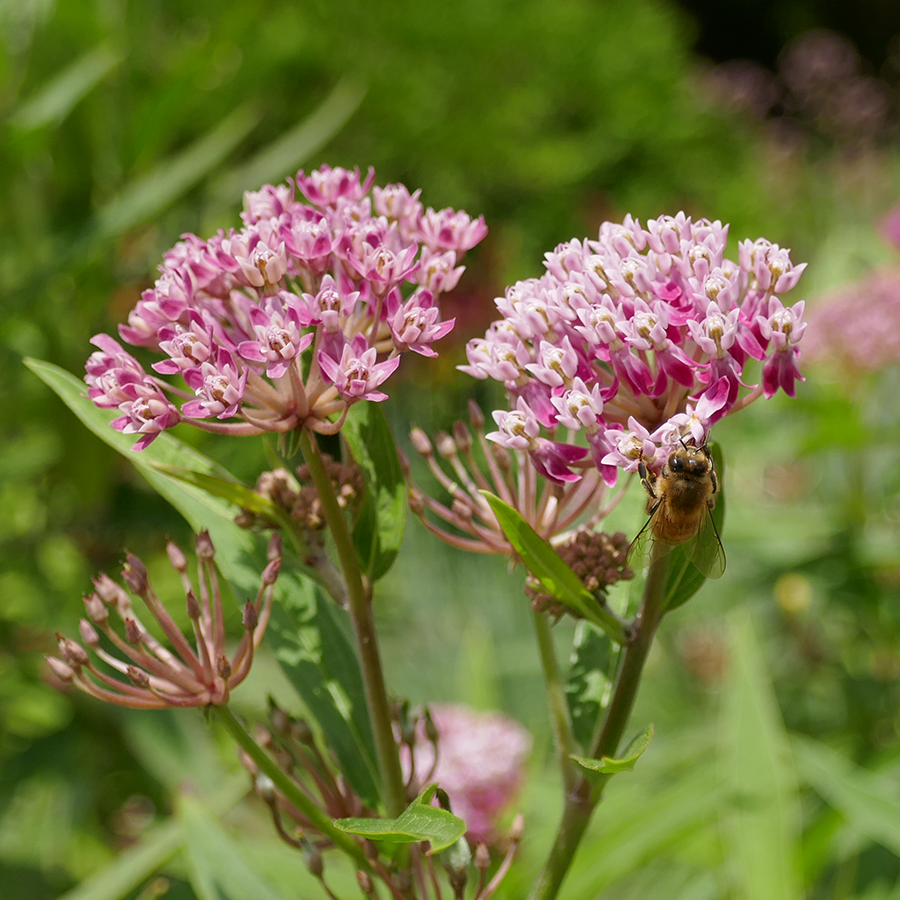 Close up image of bee feeding on pink milkweed flowers