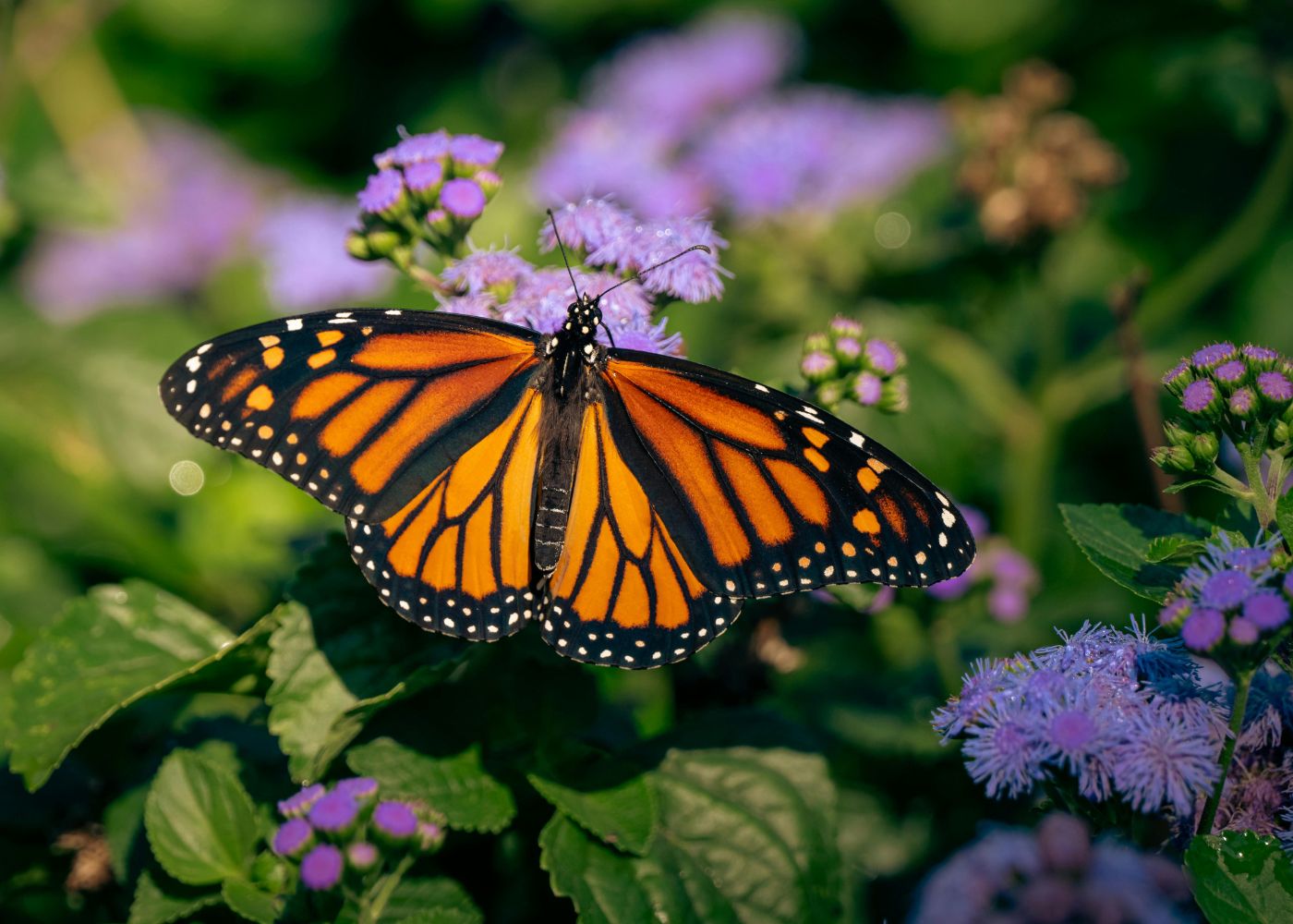 Monarch butterfly on purple pincushion flowers with green leaves in the background