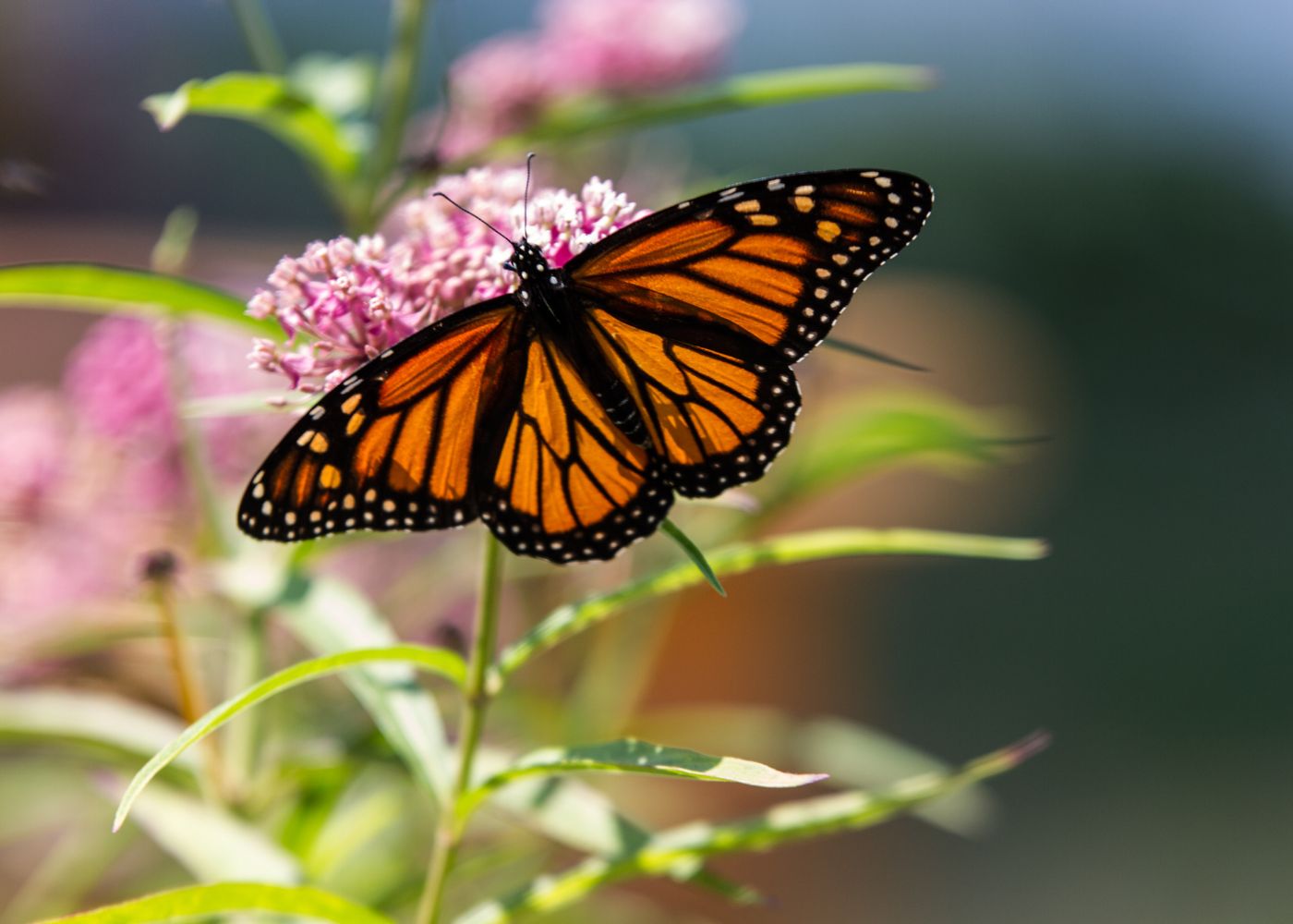 Beautiful Monarch butterfly feeding on the nectar of a pink milkweed plant