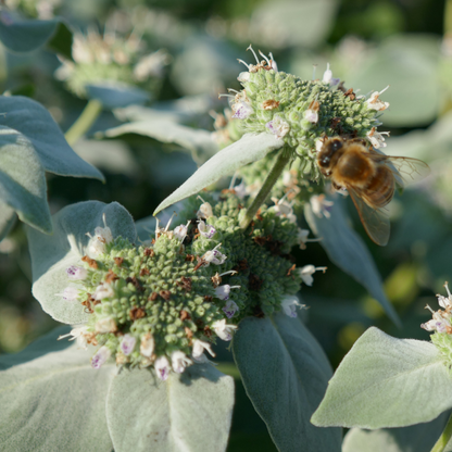 Close up of flower seed heads with a bee feeding on the nectar