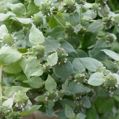 plant in the mint family with healthful seeds nyt Mountain Mint (Pycananthemum muticum) – ButterflyBushes.com