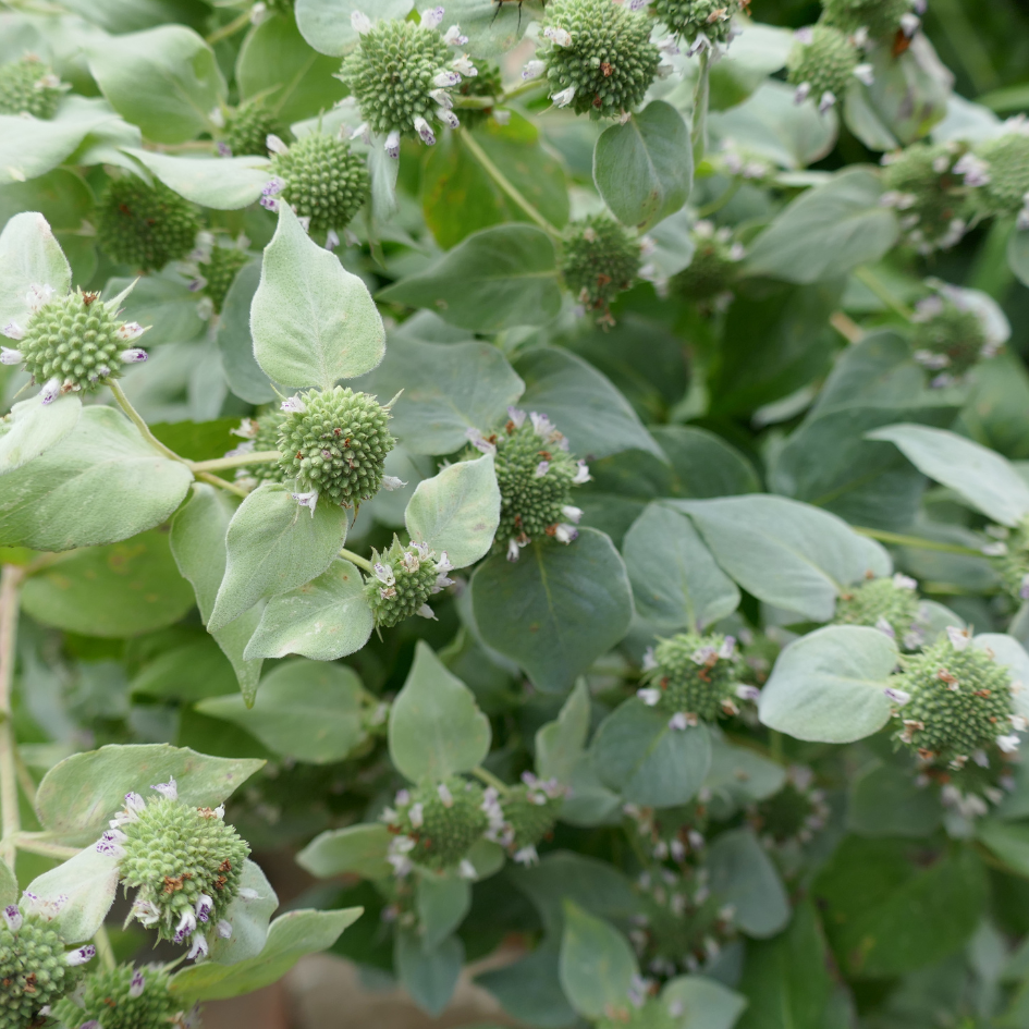 Exposed seed heads of mountain mint plants