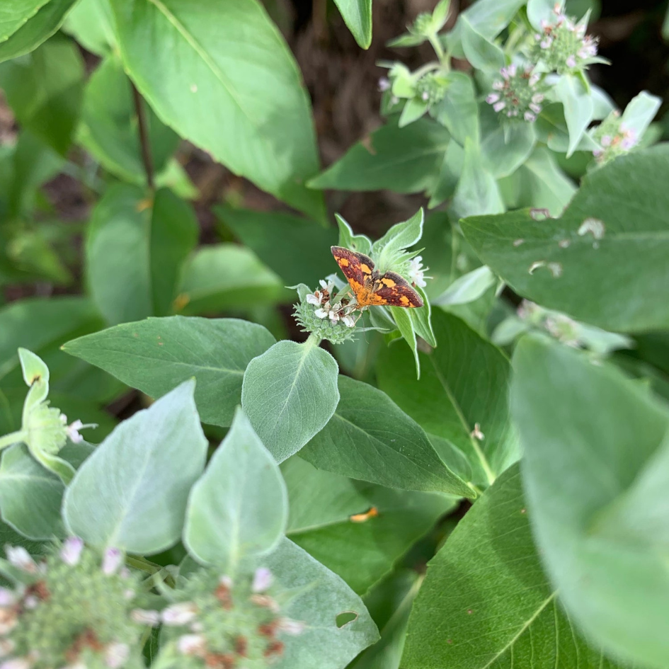 Hummingbird month feeding on the nectar of mountain mint