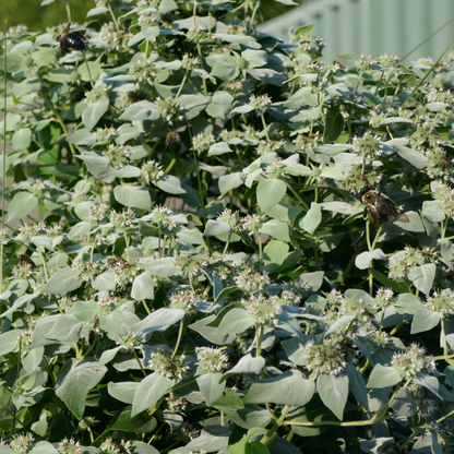 Frosty green foliage from mountain mint covered in pollinators