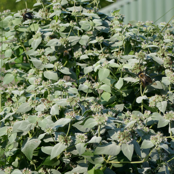 Mountain_Mint_3_grande.png?v= 