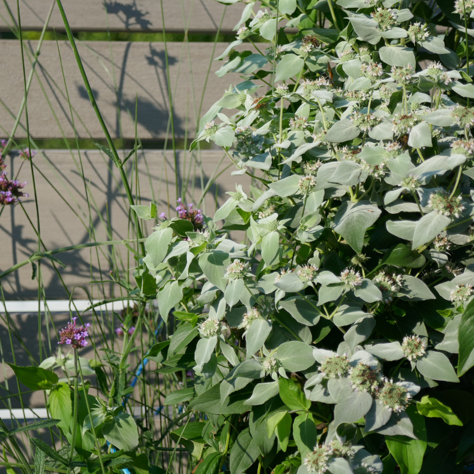 Frosty green foliage from mountain mint covered in pollinators