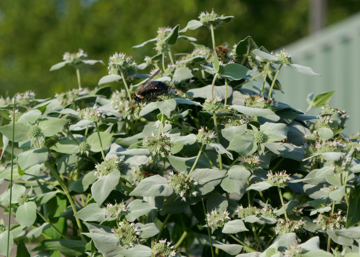 Lush green mountain mint foliage with a bumblebee