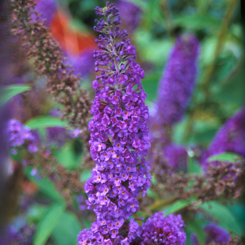Close up image of deep purple butterfly bush flowers