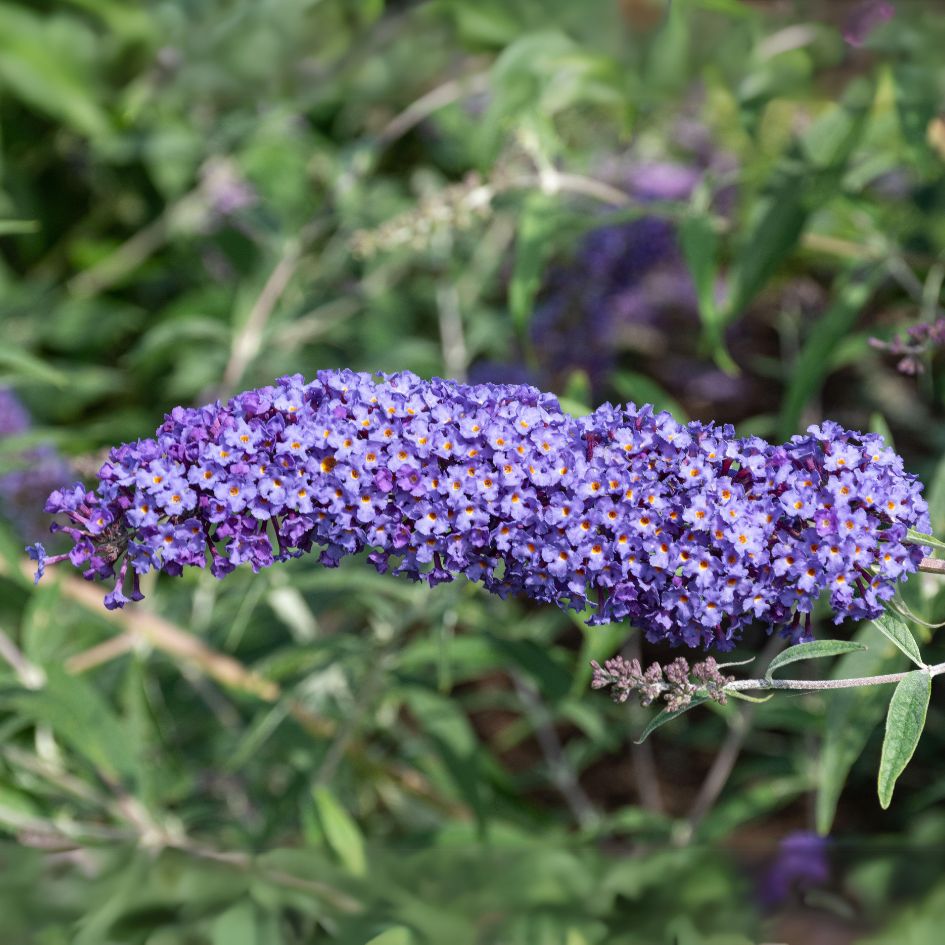 Buddleia Nanho Blue is a popular butterfly bush variety with powder blue flowers