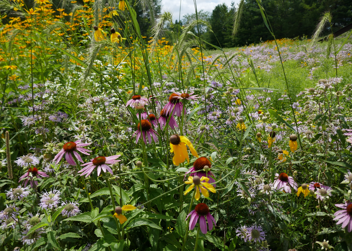 Sunny meadow full of native rudbeckia, echinacea, and monarda plants